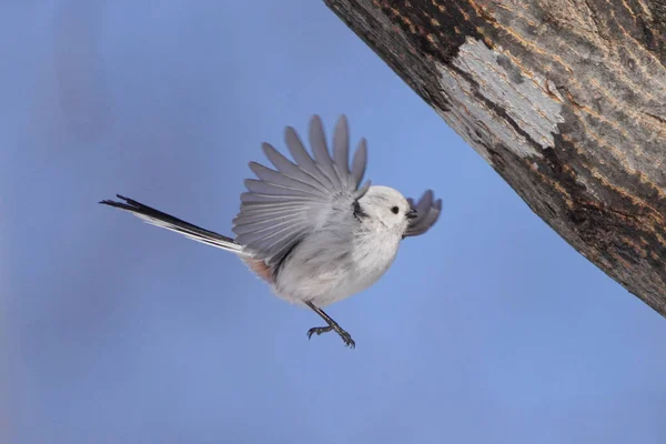 Long Tailed Tit Winter — 图库照片