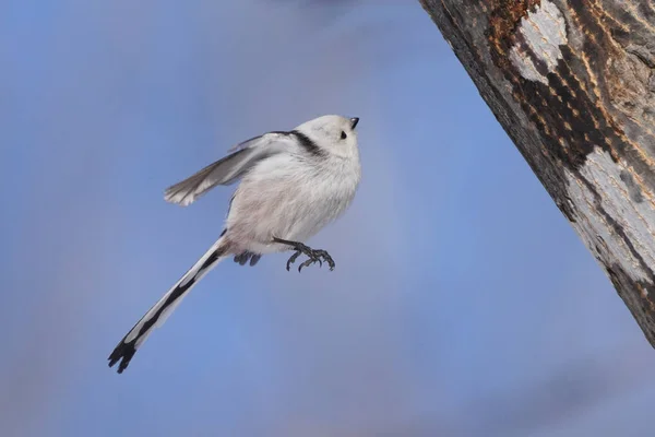 Long Tailed Tit Winter — 图库照片