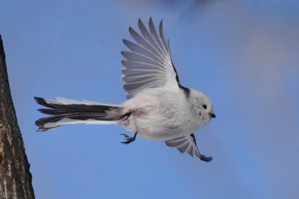 Long Tailed Tit Winter — 스톡 사진