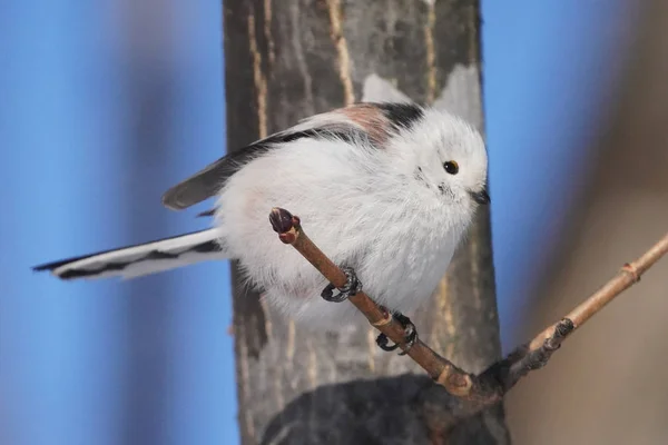 Long Tailed Tit Winter — Stok fotoğraf