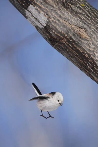 Langschwanzmeise Winter — Stockfoto