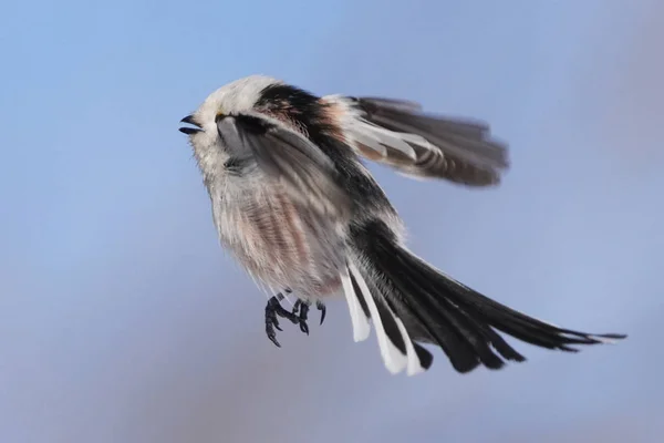 Long Tailed Tit Winter — 图库照片