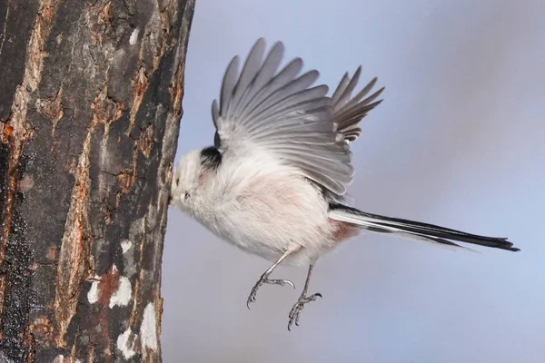 Long Tailed Tit Winter — 스톡 사진