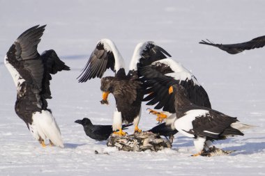 stealler's sea eagle and white tailed eagle