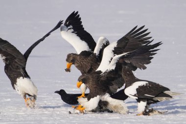 stealler's sea eagle and white tailed eagle