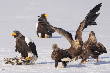 stealler's sea eagle and white tailed eagle