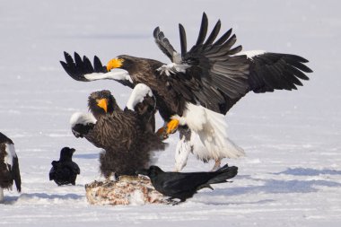 stealler's sea eagle and white tailed eagle