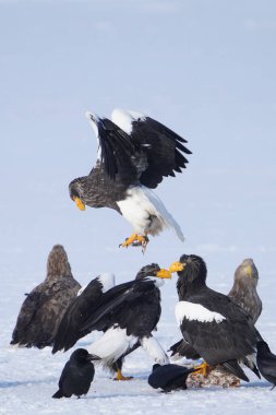 stealler's sea eagle and white tailed eagle