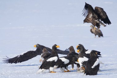stealler's sea eagle and white tailed eagle