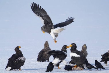stealler's sea eagle and white tailed eagle