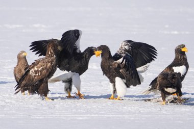 stealler's sea eagle and white tailed eagle