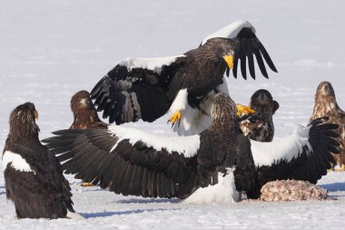 stealler's sea eagle and white tailed eagle