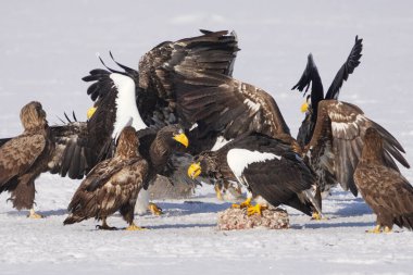 stealler's sea eagle and white tailed eagle