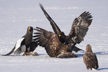 stealler's sea eagle and white tailed eagle
