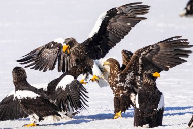 stealler's sea eagle and white tailed eagle