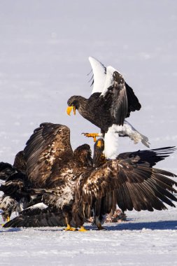 stealler's sea eagle and white tailed eagle