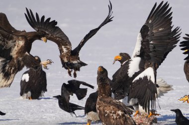 stealler's sea eagle and white tailed eagle