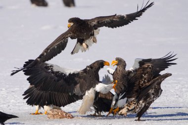 stealler's sea eagle and white tailed eagle