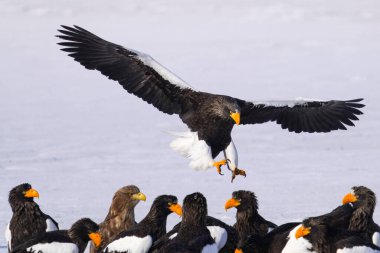 stealler's sea eagle and white tailed eagle
