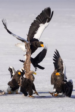 stealler's sea eagle and white tailed eagle