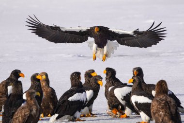 stealler's sea eagle and white tailed eagle