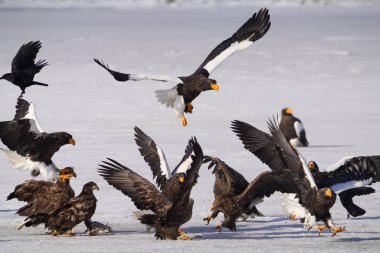 stealler's sea eagle and white tailed eagle