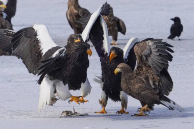 stealler's sea eagle and white tailed eagle