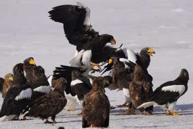 stealler's sea eagle and white tailed eagle