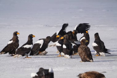 stealler's sea eagle and white tailed eagle