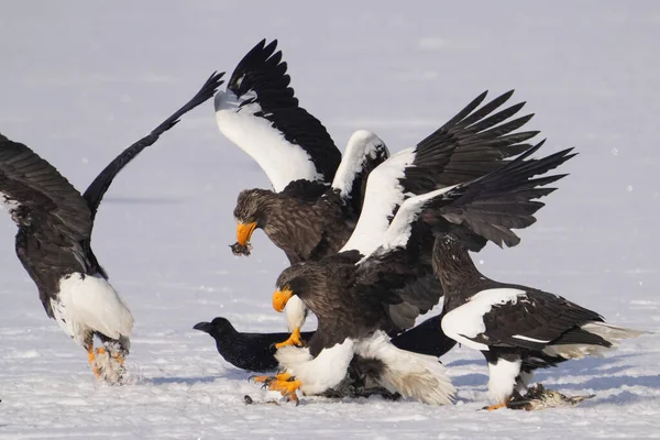 stealler's sea eagle and white tailed eagle