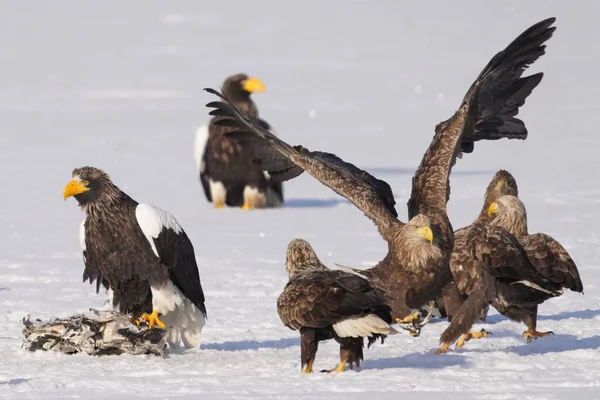 stealler's sea eagle and white tailed eagle
