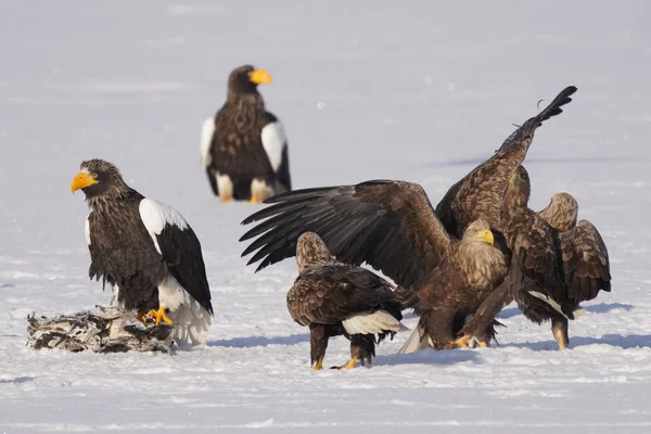 stealler's sea eagle and white tailed eagle