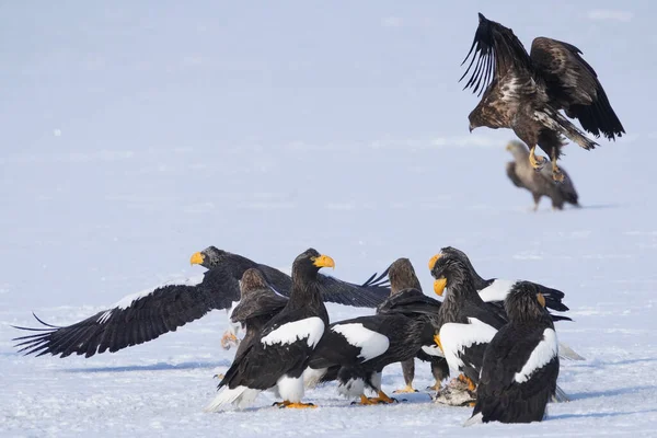stealler's sea eagle and white tailed eagle