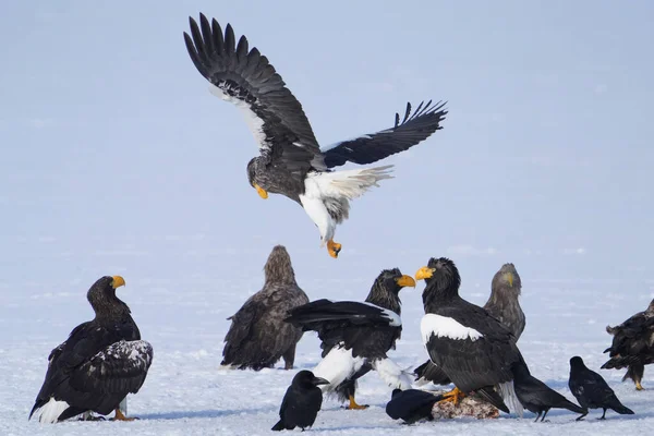 Stealler Sea Eagle White Tailed Eagle — Stok fotoğraf