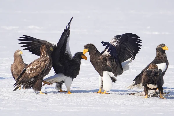 stealler's sea eagle and white tailed eagle