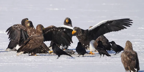 stealler's sea eagle and white tailed eagle