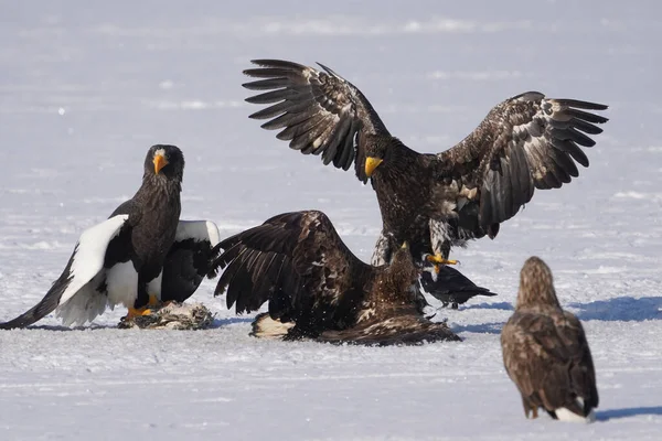 stealler's sea eagle and white tailed eagle