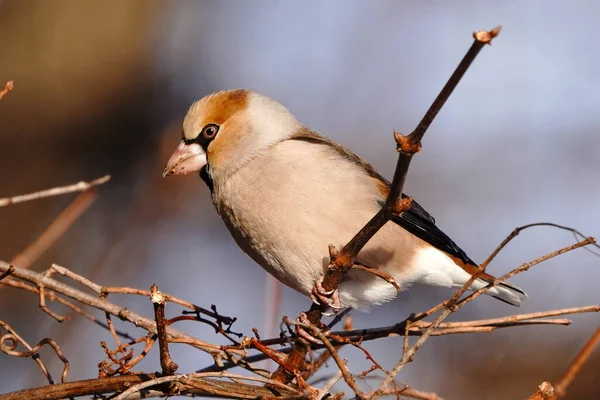 Ein Gimpel Winter Hokkadio — Stockfoto