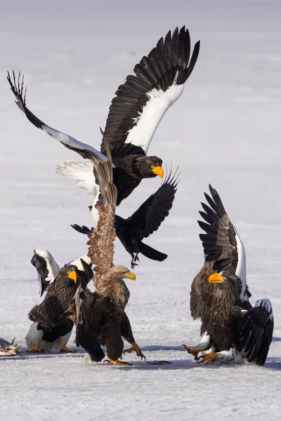 Stealler Sea Eagle White Tailed Eagle — ストック写真