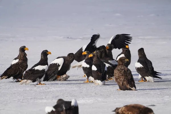 Vulturul Mare Vulturul Alb Coadă — Fotografie, imagine de stoc
