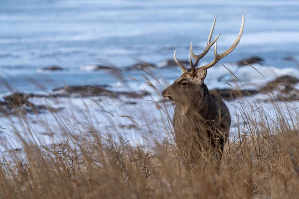 Buck Winter Hokkaido Japan — 스톡 사진