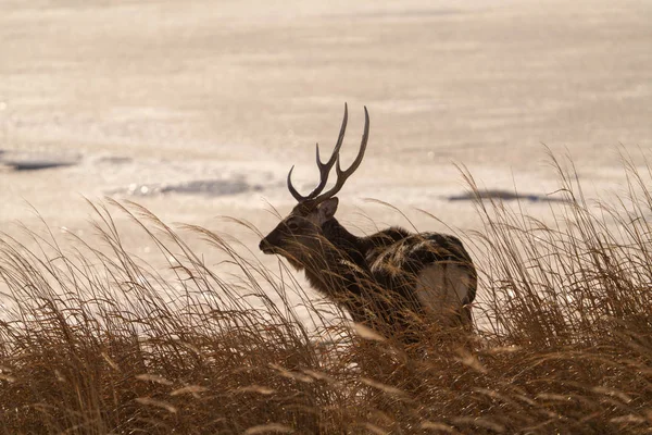 Buck Winter Hokkaido Japan — 스톡 사진