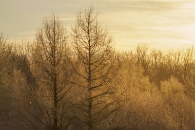 Kışın don kaplı orman