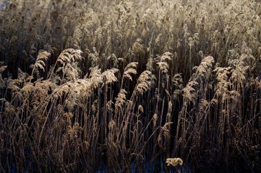 Kışın don kaplı orman