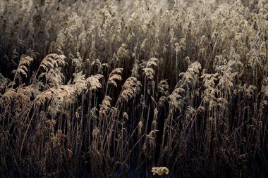Kışın don kaplı orman