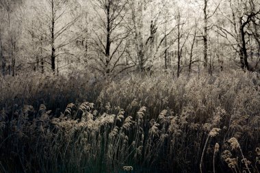 Kışın don kaplı orman