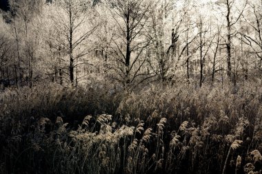 Kışın don kaplı orman