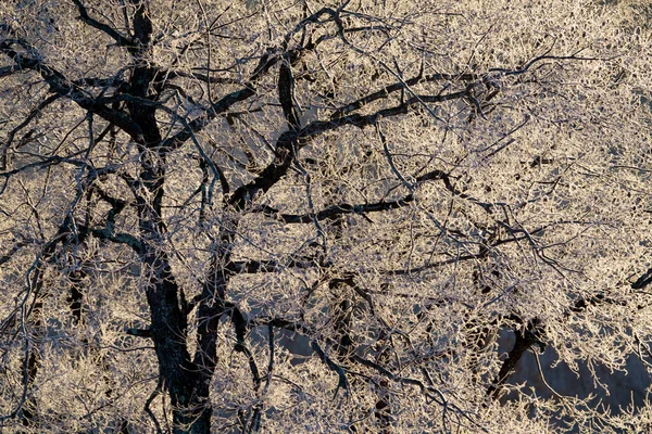 Frost Covered Forest Winter — Stock Photo, Image