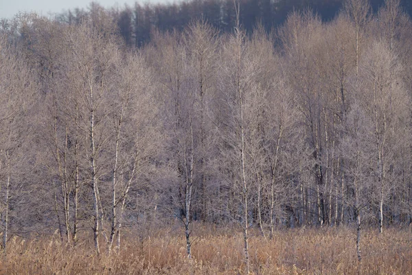 Vorst Bedekt Bos Winter — Stockfoto