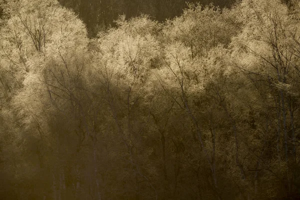 Frostbedeckter Wald Winter — Stockfoto